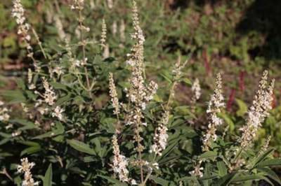 Vitex agnus-castus 'Albus' - Monnikenpeper, kuisheidsplant, boom van het heilige lam 30 - 40 cm in pot