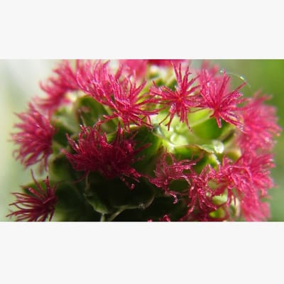 Kleine pimpernel (Sanguisorba minor) - Sorbenkruid - Vaste planten - Zomerbollen - Voorjaarsbollen - bloeit in Mei / Juni / Juli