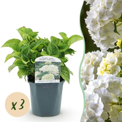 Green boutiQ - Hortensia - Hydrangea macrophylla - Bloem Wit - 3 Planten - 1 m2 - Bladverliezend - Weinig Onderhoud - Pot 17cm Hoogte 30cm