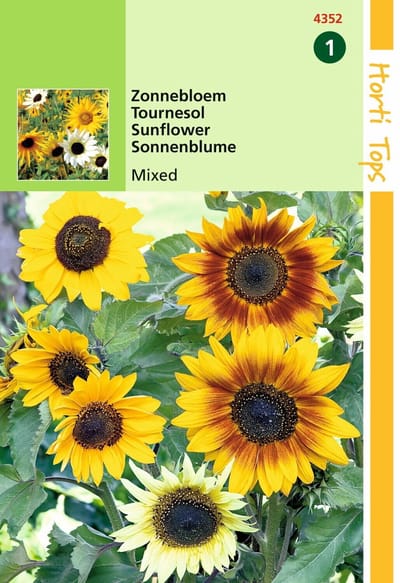 2 stuks - Hortitops - Helianthus cucumerifolius gemengd