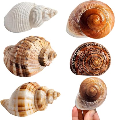 Decoratieve schelpen voor kaarsen maken en strandthema feestversiering, diverse maten, ideaal voor vazen en aquaria