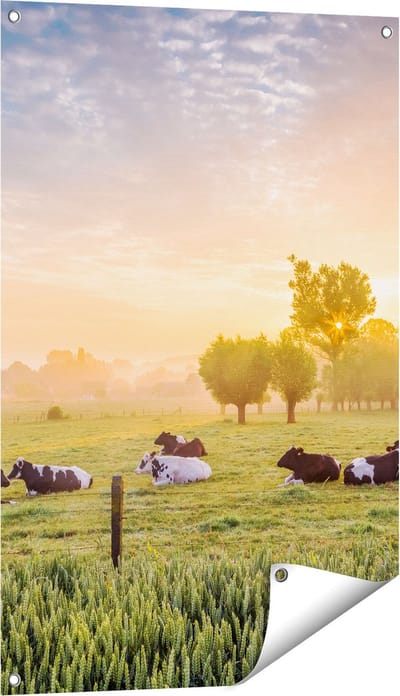 Gards Tuinposter Koeien in de Wei tijdens Zonsopgang - 60x90 cm - Tuindoek - Tuindecoratie - Wanddecoratie buiten - Tuinschilderij