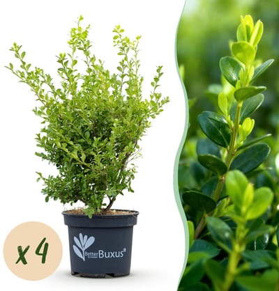 Green boutiQ - Buxus Haag - BetterBuxus Babylon Beauty - Resistant tegen de Buxus schimmel - 4 planten - 1 strekkende meter - pot 19cm hoogte 50-55