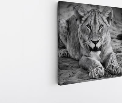 Saammp Canvas Schilderij - Boze leeuwin - Dieren - Natuur - 20x20 - Foto op canvas - Wanddecoratie - Muurdecoratie Woonkamer - Slaapkamer decoratie - Canvas Print