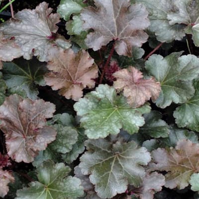 6 x Heuchera 'Stormy Seas' - Purperklokje Pot 9x9 cm - Golvend Paars Blad