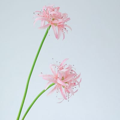Spinlelie - roze - zijden bloemen - 3 stelen - onderhoudsvrij - 50 cm - kunstbloemen