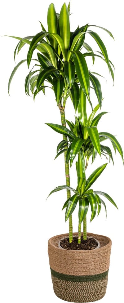 Plantenboetiek.nl | Dracaena Deremensis 'Hawaiian Sunshine' met mand - Ø24cm - 130-150cm hoog - Kamerplant - Groenblijvend