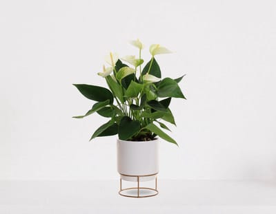 Anthurium Wit in sierpot Emma wit – bloeiende kamerplant – flamingoplant – 40-50cm - Ø13 – geleverd met plantenpot – vers uit de kwekerij