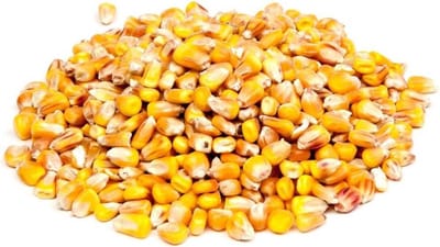 Konacorn Franse Mais | 18 kg Pluimveevoer