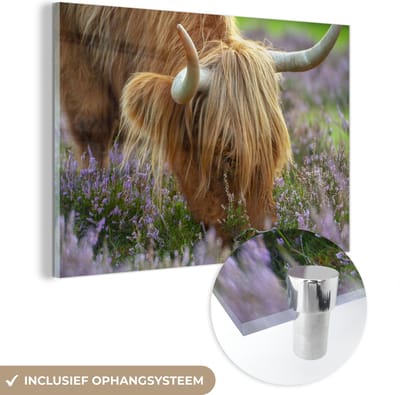 MuchoWow® Glasschilderij 120x80 cm - Schilderij acrylglas - Schotse Hooglander - Hoorns - Heide - Foto op glas - Schilderijen