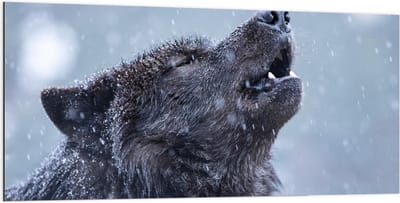 Dibond - Huilende Wolf in de Regen - 200x100cm Foto op Aluminium (Met Ophangsysteem)