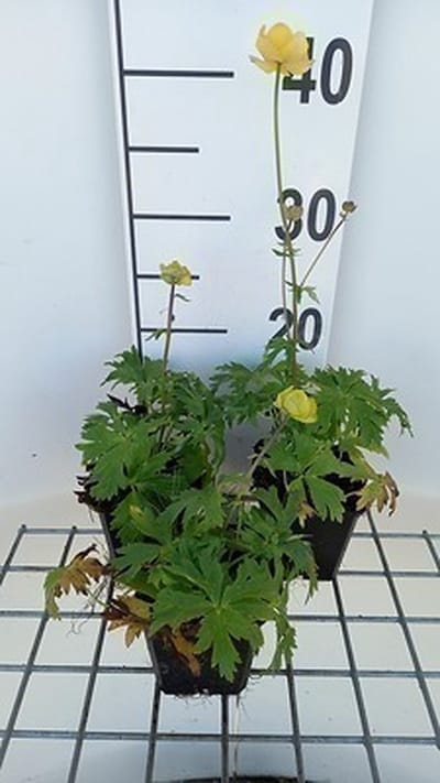 6x Kogelbloem - Trollius hybr. 'Lemon Queen' | 9x9 cm pot