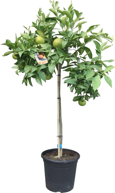 Sinaasappelboom – Citrus Sinensis | Mediterrane citrus, terras, balkon en serreplant 150 cm