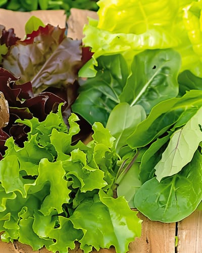2 sets - Baby Leaf Salade Zaden Oriental Mix Lactuca Sativa Eenjarig