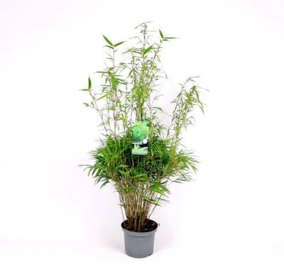 Plantes de jardin - Un ensemble 1 - Fargesia rufa - (5L) 80-100 cm