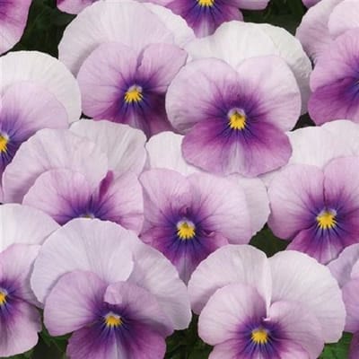 Viooltje Twix Rose Frost