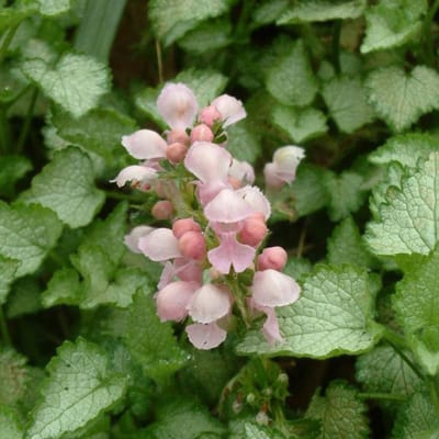 6 x Lamium Maculatum 'Pink Pewter' - Dovenetel pot 9x9cm