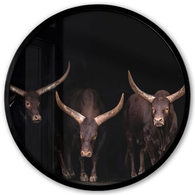 Poster in lijst Rond - Fotolijst 40x40 cm - Posters - Stieren - Dieren - Bruin - Donker - Ronde posterlijst zwart - Decoratie - Wanddecoratie woonkamer - Muurdecoratie slaapkamer
