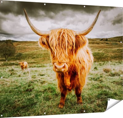 Gards Tuinposter Schotse Hooglanders in de Wei - Kleur - 150x120 cm - Tuindoek - Tuindecoratie - Wanddecoratie buiten - Tuinschilderij