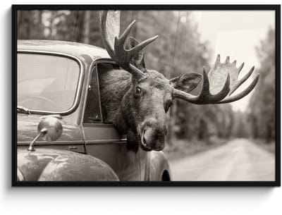 Poster in lijst - Fotolijst 120x80 cm - Posters - Eland - Auto - Gewei - Zwart - Wit - Posterlijst zwart - Decoratie - Wanddecoratie woonkamer - Muurdecoratie slaapkamer