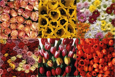 6 Luxe Kunst Wenskaarten - Bloemen - Vierkante Ansichtkaarten - 13,5 x 13,5cm - 6 kaarten in een mapje