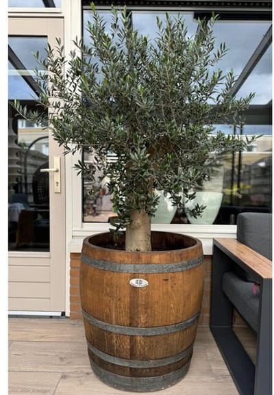 Wijnvat Kuip 3/4 225l., geborsteld, geschuurd, donker geolied / Ideaal voor Fruitboom of Olijfboom