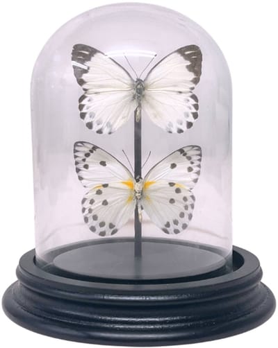 Opgezette vlinders - Belenois Calypso (2) in glazen stolp 9x 12 cm - Geprepareerde vlinders/ insecten Decoratie - Demuseumwinkel.com