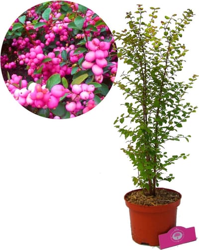 Symphoricarpos doorenbosii 'Magic Berry' roze sneeuwbes, 2 liter pot