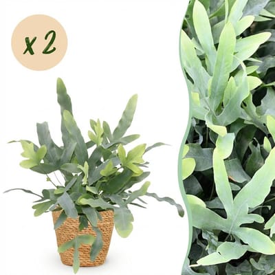 Plantenboetiek.nl | Phlebodium aureum Blue Star - Blauwe Varen - Huisdiervriendelijke Plant - Blauw - 2 Planten - met Mand - Ø12cm - 25cm hoog - Kamerplant - Arrangement - Plant met pot