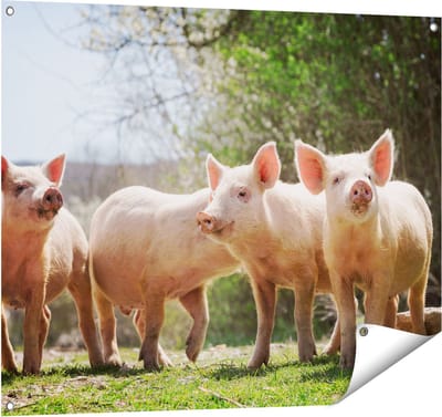 Gards Tuinposter Groep Jonge Varkens - 100x80 cm - Tuindoek - Tuindecoratie - Wanddecoratie buiten - Tuinschilderij
