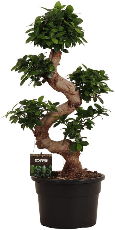 Plantenboetiek.nl | Ficus Microcarpa Ginseng - Ø23cm - 70-80cm hoog - Kamerplant - Groenblijvend