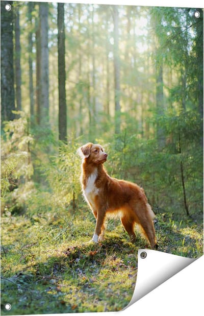 Gards Tuinposter Retriever Hond in het Bos met Zon - 60x80 cm - Tuindoek - Tuindecoratie - Wanddecoratie buiten - Tuinschilderij