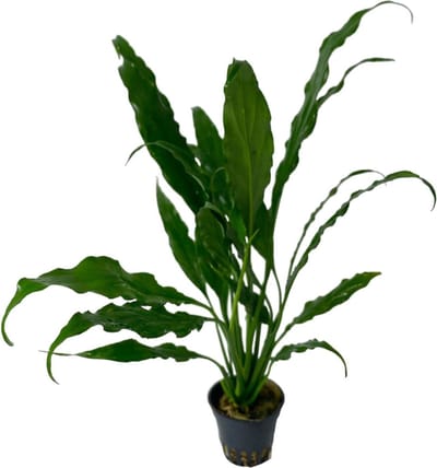 Aquaflora Spathiphyllum Wallisii | Vredeslelie | in 5 cm pot