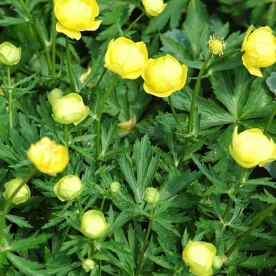 6 x Trollius 'Lemon Queen' - Kogelbloem Pot 9x9 cm - Zachtgele Bloemen