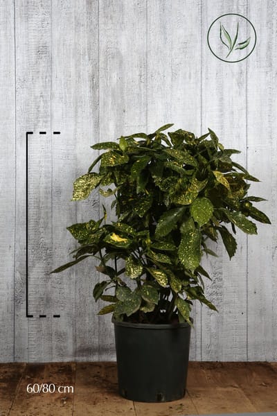 Plants Online - Haagplanten - Heesters - Japanse broodboom 'Crotonifolia' - Pot 60-80 cm - set van 10 - Grootbladig - Wintergroen
