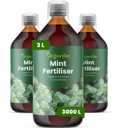 Vloeibare Meststof Voor Munt 3X1 L Voor 3000 L - Npk 2-1-8 - Ondersteunt Krachtige Scheutgroei En Dichte Bladontwikkeling - Verhoogt De Concentratie Etherische Olie Voor Een Sterkere Geur - Geschikt Voor Alle Muntsoorten - Organifer