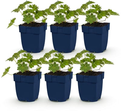 Green boutiQ - Vasteplant - Geranium 'Rozanne' - Ooievaarsbek - Bodembedekkend - Blauw - 6 Planten - Pot 11cm - Hoogte 15-25cm