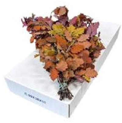 5x Dc quercus herfst gestabiliseerd 50cm