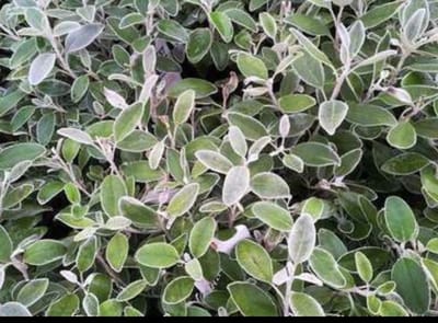 Brachyglottis 'Sunshine' (senecio greyi 'hort') - Nieuw Zeelandse Senecio 20- 30 cm in pot