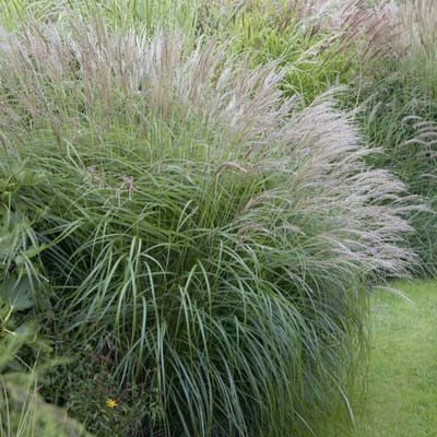 12 x Prachtriet met Pluim - Hoog Siergras Winterhard - Miscanthus sinensis 'Kleine Silberspinne' in 9x9 cm pot met hoogte 5-10cm