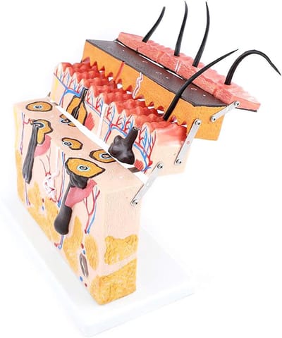 Huidstructuur Model - Anatomisch Leerhulpmiddel - Biologie Onderwijs - 70x Vergroting - Gedetailleerd - Multicolor