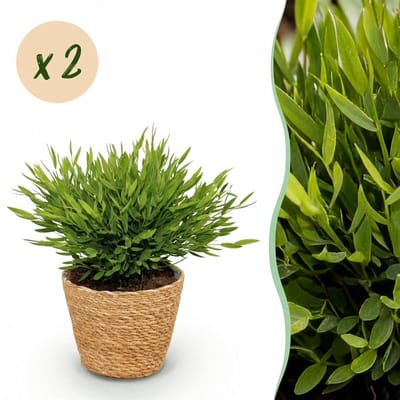 Plantenboetiek.nl | Bamusa Pogonatherum Monica - Bamboegras - Huisdiervriendelijke Plant - Groen - 2 Planten - met Mand - Ø12cm - 20cm hoog - Kamerplant - Arrangement - Plant met pot