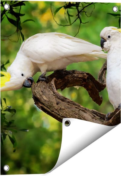 Gards Tuinposter Twee Witte Kaketoes in de Bomen - 40x50 cm - Tuindoek - Tuindecoratie - Wanddecoratie buiten - Tuinschilderij