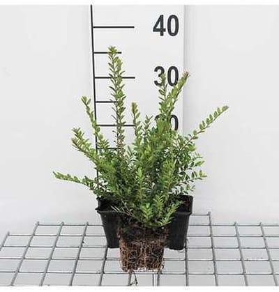 12x Chinese Kamperfoelie - Lonicera nit. 'Elegant' | 9x9 cm pot