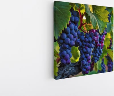 Saammp Canvas Schilderij - Druiventros - Landschap - Natuur - 20x20 - Foto op canvas - Wanddecoratie - Muurdecoratie Woonkamer - Slaapkamer decoratie - Canvas Print