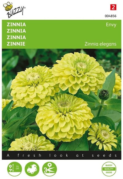 Zinnia Envy (Zinnia elegans)