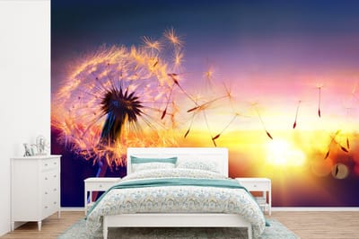 Behang - Fotobehang Paardenbloem - Bloemen - Zonsondergang - Horizon - Nacht - Breedte 525 cm x hoogte 350 cm
