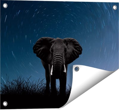 Gards Tuinposter Olifant Omringd met Sterren - 50x40 cm - Tuindoek - Tuindecoratie - Wanddecoratie buiten - Tuinschilderij