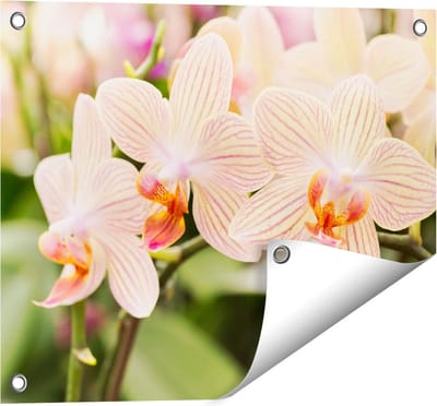 Gards Tuinposter Gestreepte Witte Orchidee Bloemen - 50x40 cm - Tuindoek - Tuindecoratie - Wanddecoratie buiten - Tuinschilderij