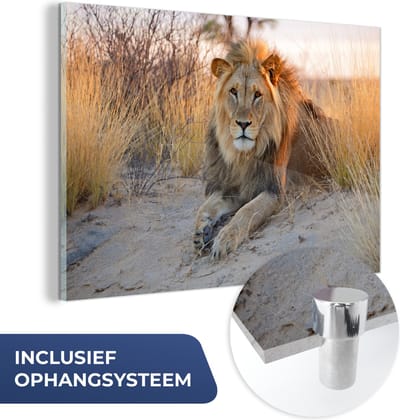 MuchoWow® Glasschilderij 60x40 cm - Schilderij acrylglas - Leeuw - Ochtend - Afrika - Foto op glas - Schilderijen